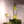 Load image into Gallery viewer, Noughty Non-Alcoholic Blanc