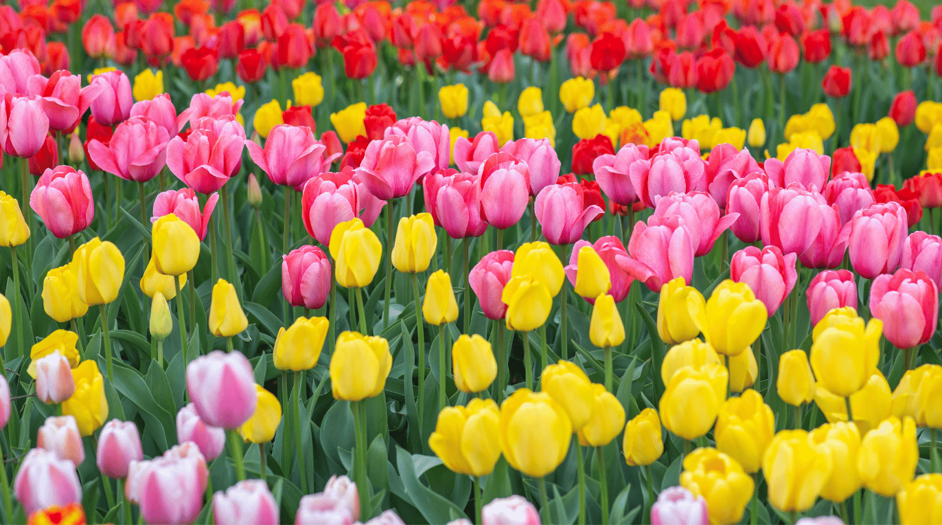 10 Reasons to have a Sober Spring! – The Dry Goods Beverage Co.